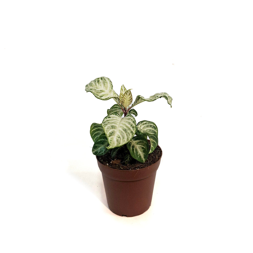 Zebra, 4in, Snowflake