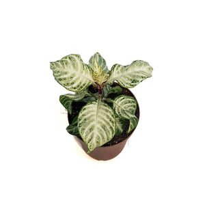 Zebra, 4in, Snowflake