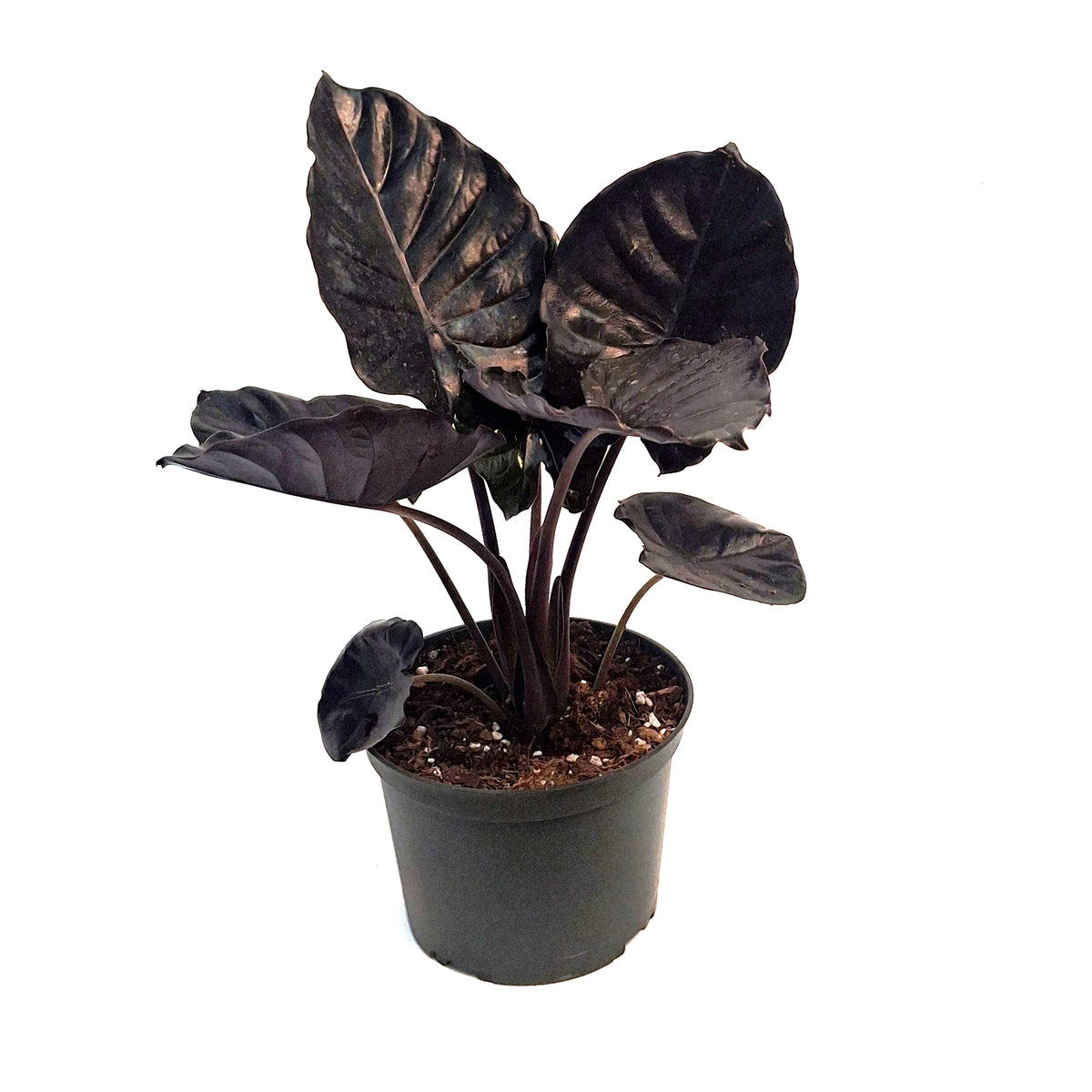 Alocasia, 6in, Black Inferallis