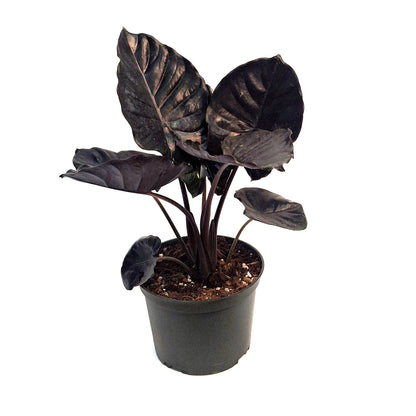 Alocasia, 6in, Black Inferallis