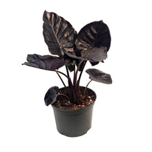 Load image into Gallery viewer, Alocasia, 6in, Black Inferallis
