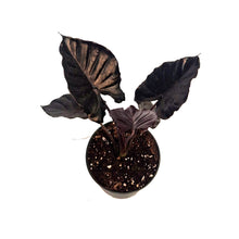 Load image into Gallery viewer, Alocasia, 6in, Black Inferallis
