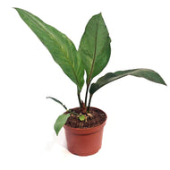 Anthurium, 6in, Big Red Bird