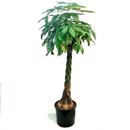 Pachira, 14in, Money Tree Braid