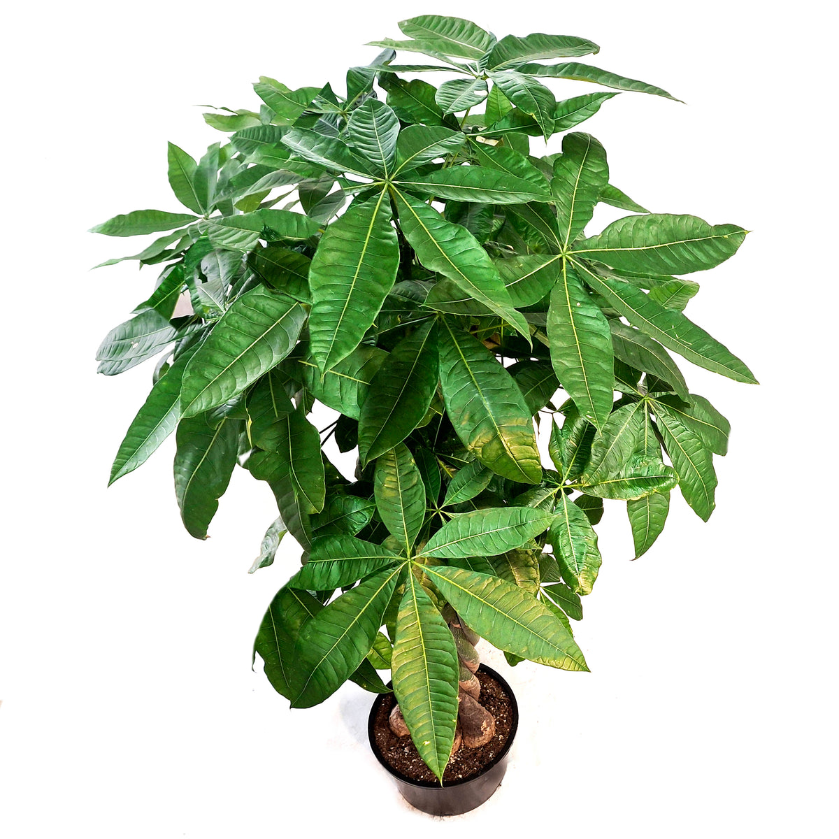 Pachira, 14in, Money Tree Braid