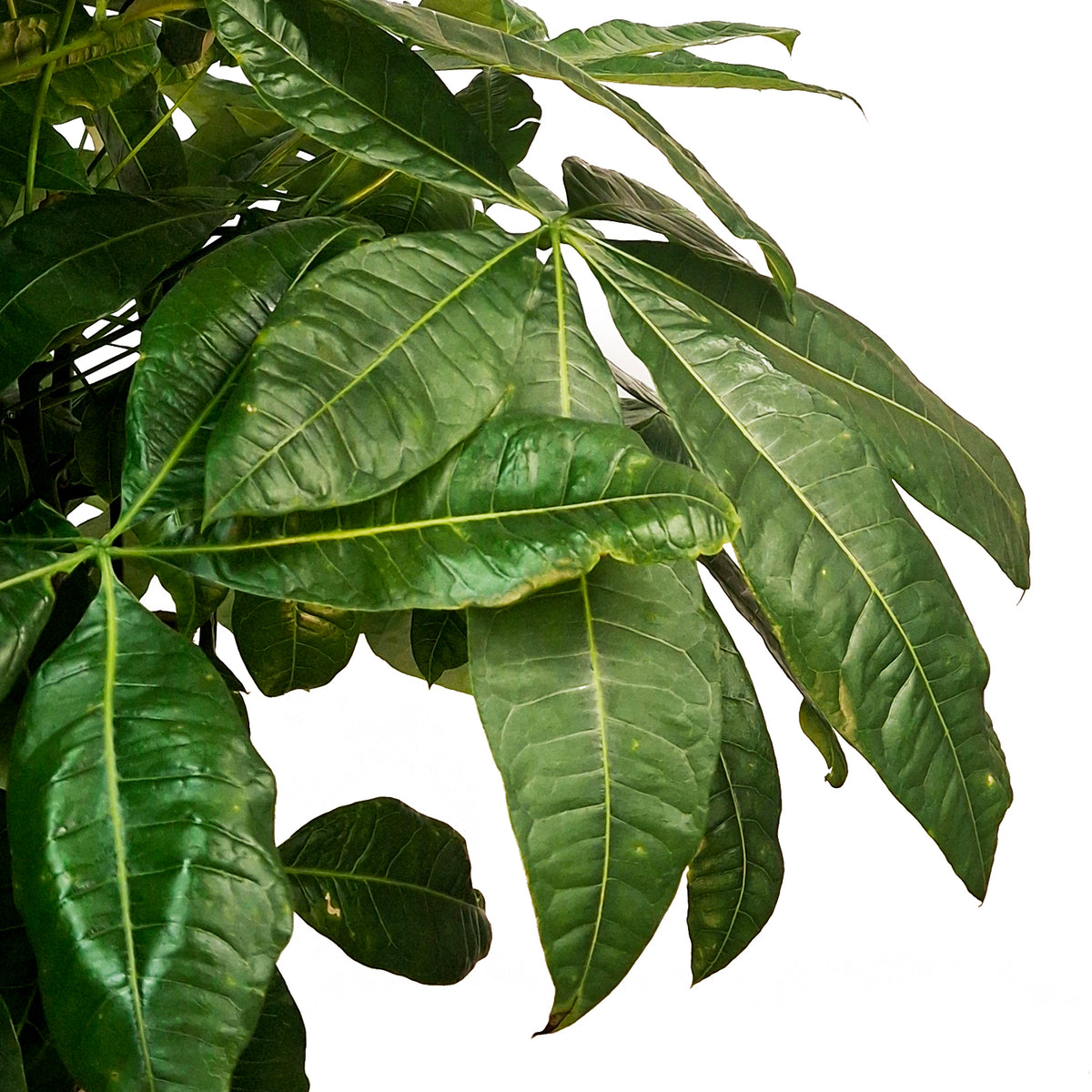 Pachira, 14in, Money Tree Braid