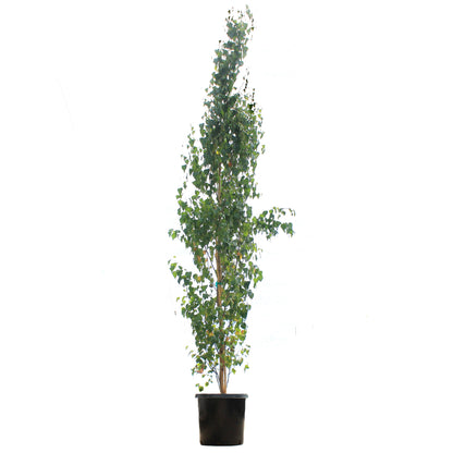Birch, 10 gal, Parkland Pillar®