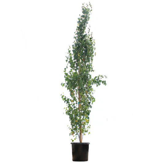 Birch, 10 gal, Parkland Pillar®