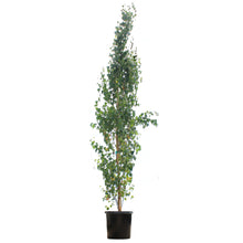 Load image into Gallery viewer, Birch, 10 gal, Parkland Pillar®
