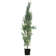 Birch, 10 gal, Parkland Pillar®