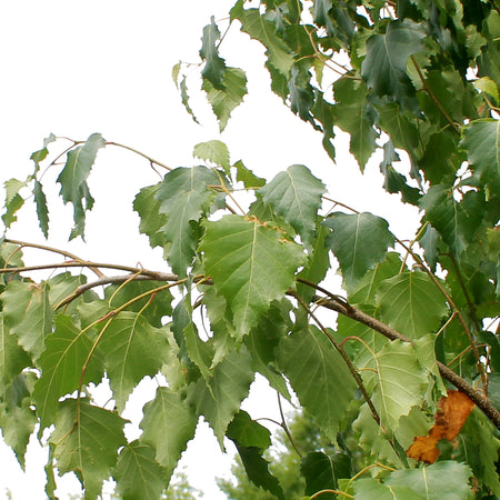 Birch, 10 gal, Parkland Pillar®