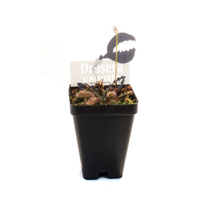 Sundew, 3.5in, Venusta