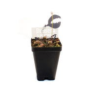 Sundew, 3.5in, Venusta