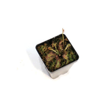 Load image into Gallery viewer, Sundew, 3.5in, Venusta

