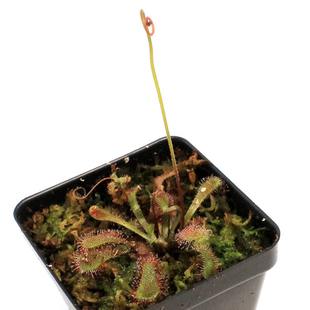 Sundew, 3.5in, Venusta