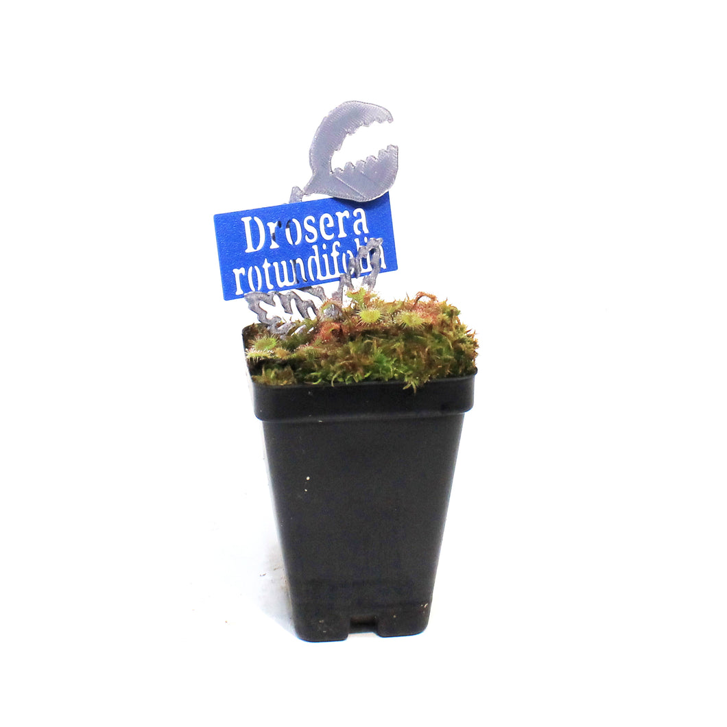 Sundew, 3.5in, Rotundifolia