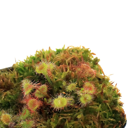 Sundew, 3.5in, Rotundifolia