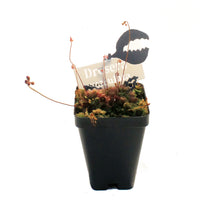 Load image into Gallery viewer, Sundew, 3.5in, Spatulata
