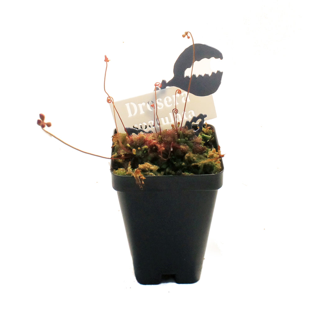 Sundew, 3.5in, Spatulata