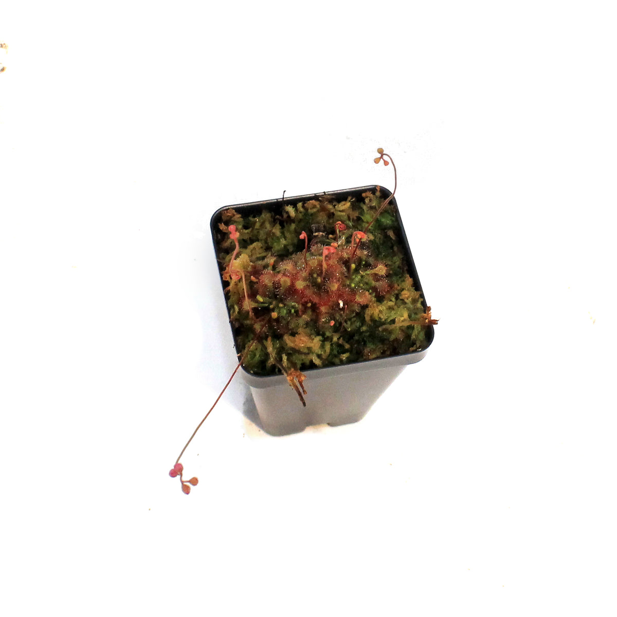 Sundew, 3.5in, Spatulata