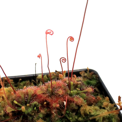 Sundew, 3.5in, Spatulata