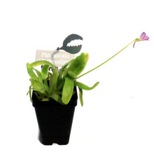 Load image into Gallery viewer, Butterwort, 3.5in, Aphrodite
