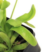 Load image into Gallery viewer, Butterwort, 3.5in, Aphrodite
