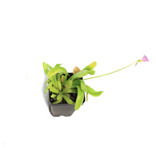 Load image into Gallery viewer, Butterwort, 3.5in, Aphrodite
