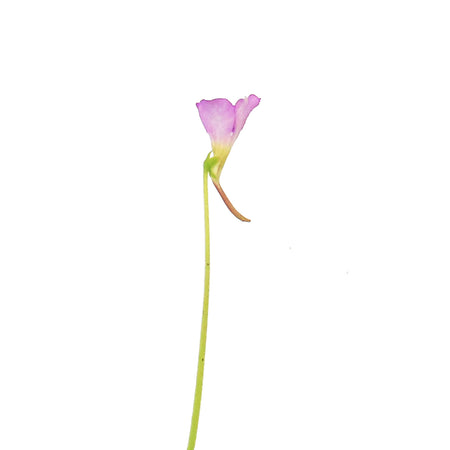 Butterwort, 3.5in, Aphrodite