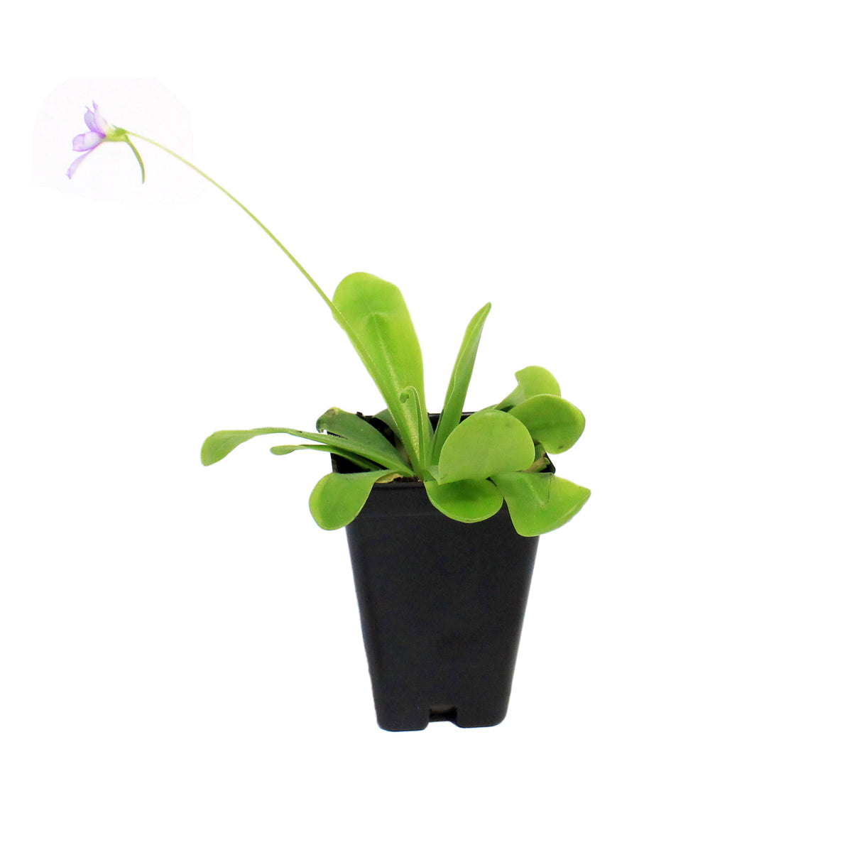 Butterwort, 3.5in, Gigantia x Emarginata
