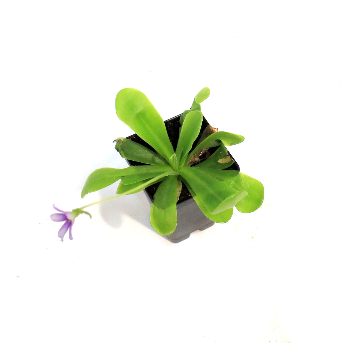 Butterwort, 3.5in, Gigantia x Emarginata