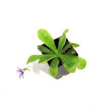 Load image into Gallery viewer, Butterwort, 3.5in, Gigantia x Emarginata
