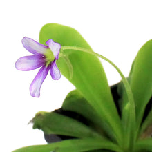 Load image into Gallery viewer, Butterwort, 3.5in, Gigantia x Emarginata
