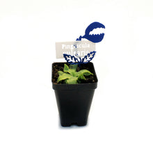Load image into Gallery viewer, Butterwort, 3.5in, Vulgaris
