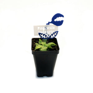 Butterwort, 3.5in, Vulgaris
