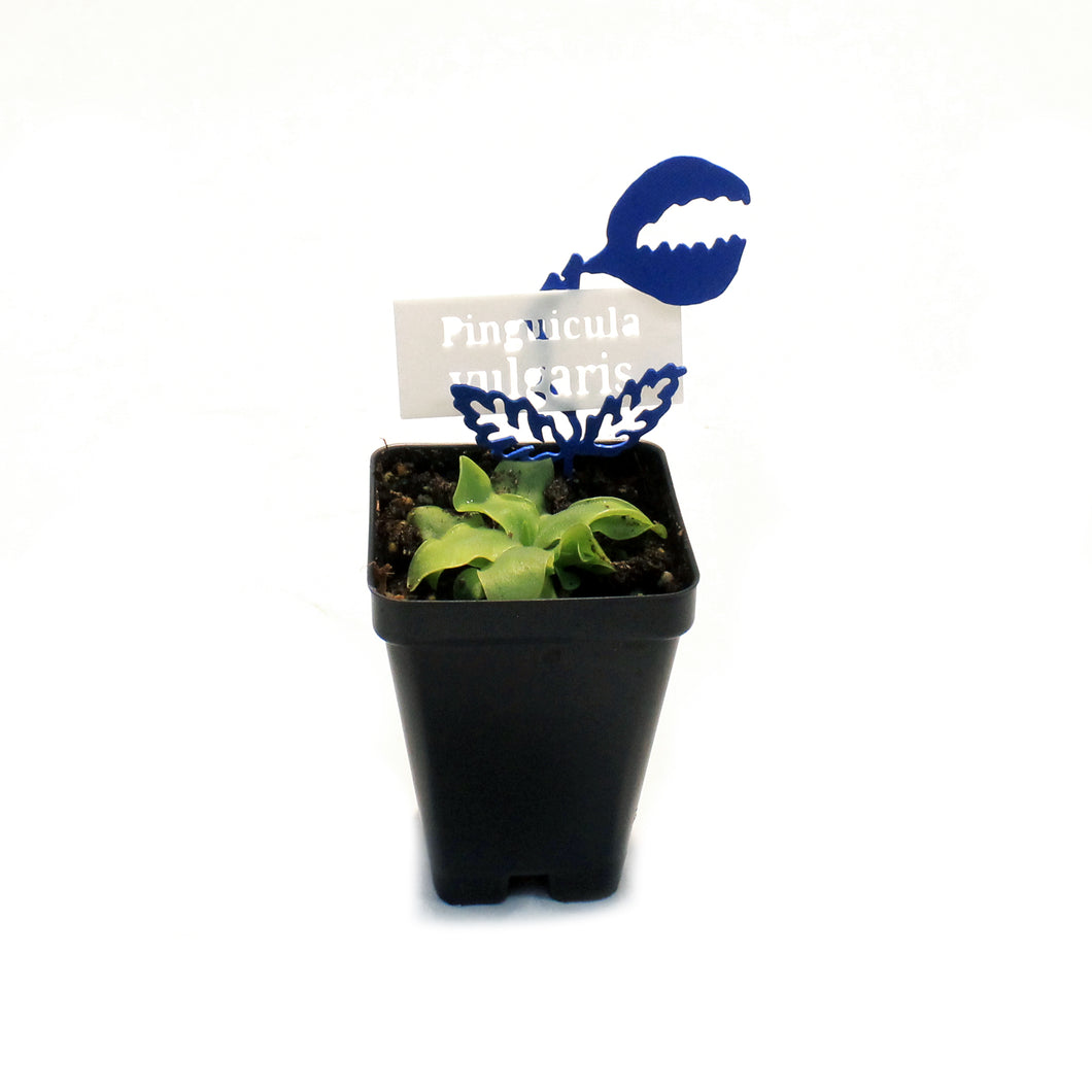 Butterwort, 3.5in, Vulgaris