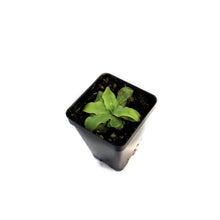 Load image into Gallery viewer, Butterwort, 3.5in, Vulgaris
