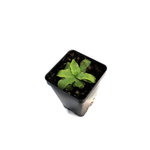 Butterwort, 3.5in, Vulgaris