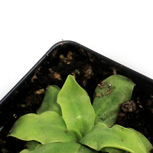 Load image into Gallery viewer, Butterwort, 3.5in, Vulgaris
