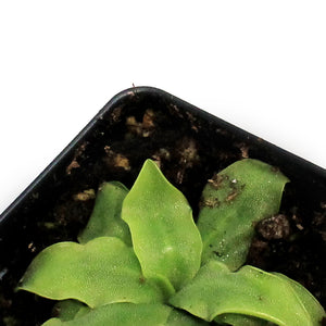 Butterwort, 3.5in, Vulgaris