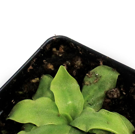 Butterwort, 3.5in, Vulgaris