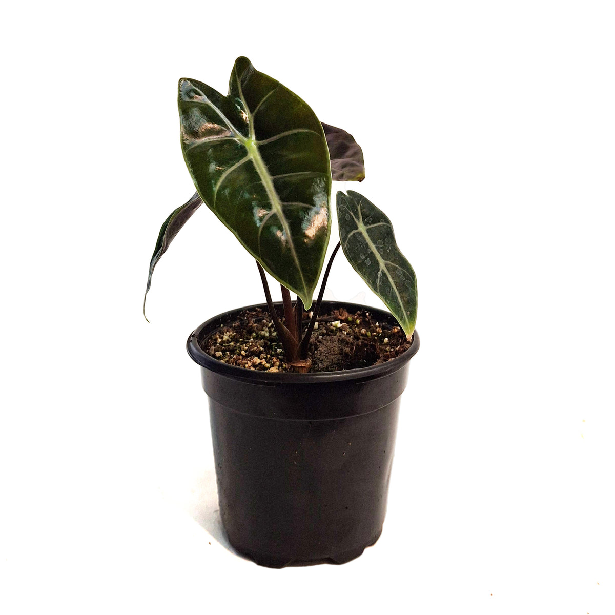 Alocasia, 4in, Suhirmaniana Purple