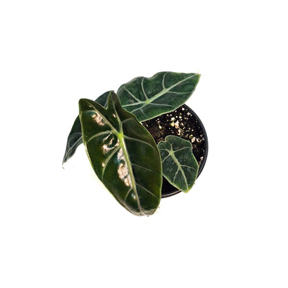 Alocasia, 4in, Suhirmaniana Purple