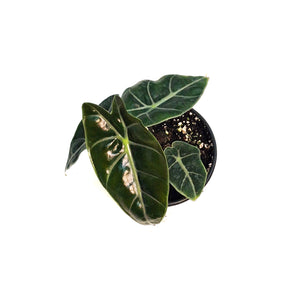 Alocasia, 4in, Suhirmaniana Purple