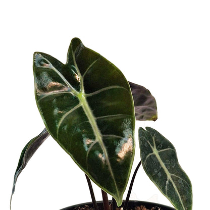 Alocasia, 4in, Suhirmaniana Purple