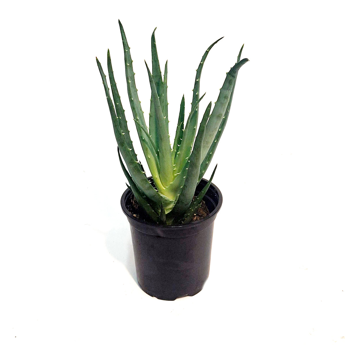 Aloe, 4in, Mohwak