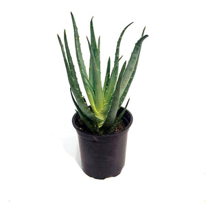 Aloe, 4in, Mohwak