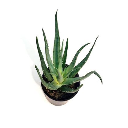 Aloe, 4in, Mohwak