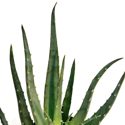 Aloe, 4in, Mohwak