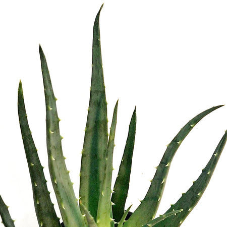Aloe, 4in, Mohwak